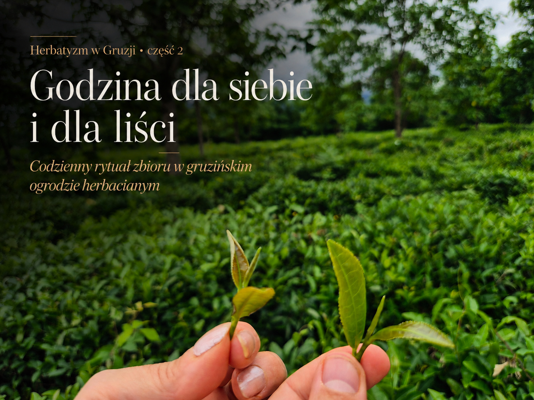 Godzina dla siebie i dla liści. Codzienny rytuał zbioru w gruzińskim ogrodzie herbacianym