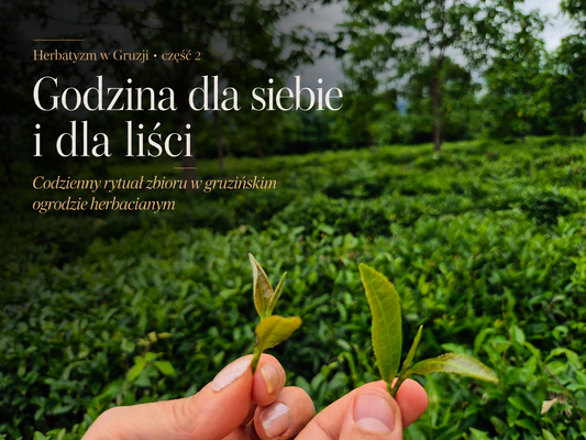 Godzina dla siebie i dla liści. Codzienny rytuał zbioru w gruzińskim ogrodzie herbacianym