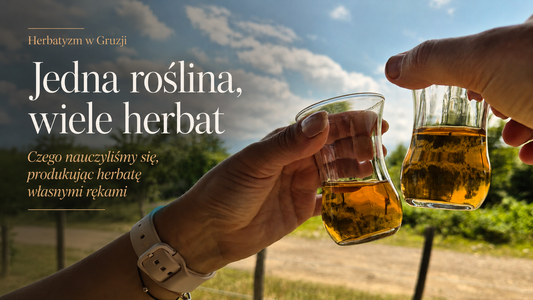 Różne etapy produkcji herbaty z liści Camellia sinensis w gruzińskiej manufakturze